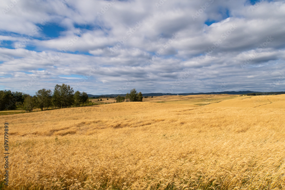 Landscape view of a field in the Matapedia valley, Quebec