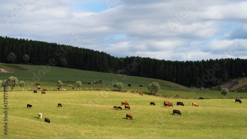 View of a herd of cows grazing in a field in Quebec