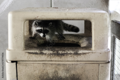 Raccoon scrounging around in a trash can looking for a sweet meal photo