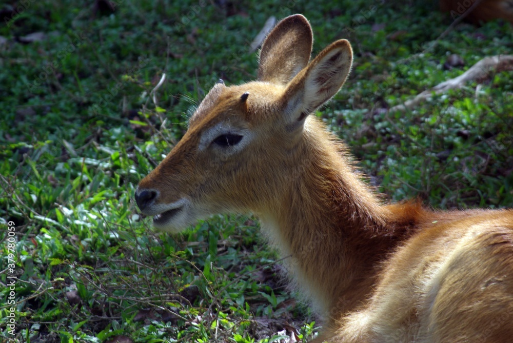 a picture of a young deer photo in a wild a picture of a young deer photo in a wild