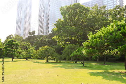 公園 緑 都会 ビル 木々
