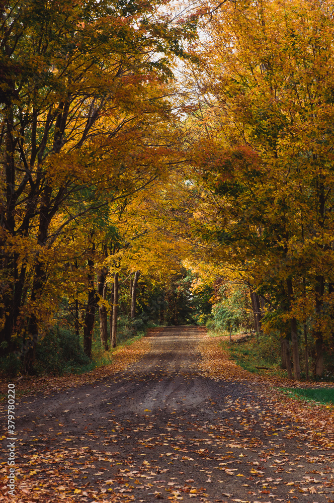 dirt road in autumn dirt road in autumn