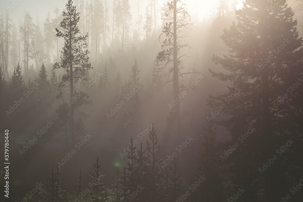 Sunbeams in the forest at dawn Sunbeams in the forest at dawn