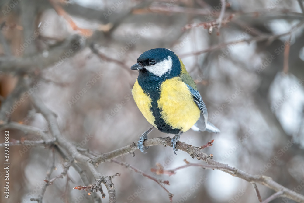 Cute bird Great tit, songbird sitting on a branch without leaves in the autumn or winter. Cute bird Great tit, songbird sitting on a branch without leaves in the autumn or winter.