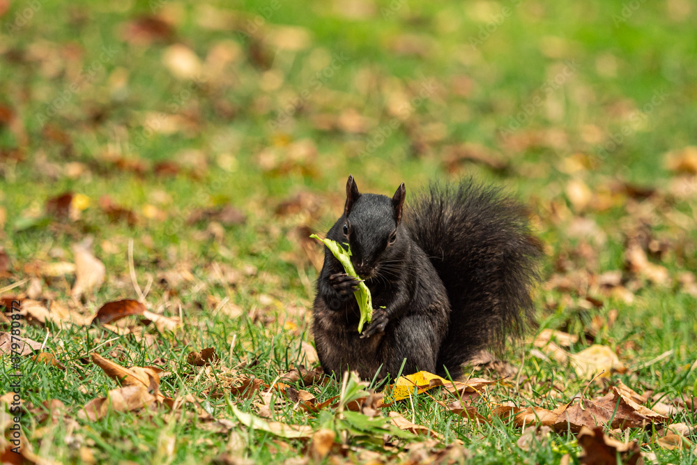 Obraz premium close up of one cute black squirrel sitting on brown fall leaves filled grass field eating a piece of green leaf