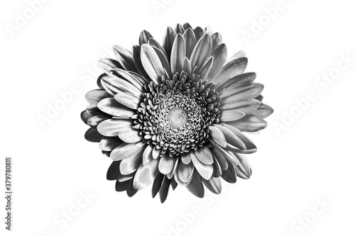 One silver gerbera flower white background isolated closeup, black & white petals daisy, shiny gray metal leaves, single decorative grey chamomile, monochrome floral vintage decoration, design element