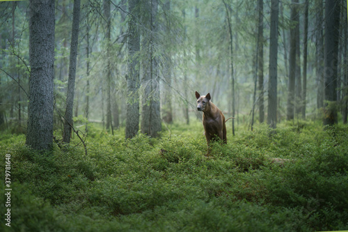 dog in the woods. Red-haired Thai Ridgeback in nature. Forest landscape with dog © annaav
