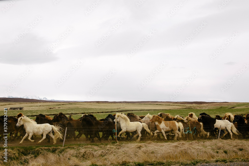Horses Running Through Open Field In Iceland Horses Running Through Open Field In Iceland