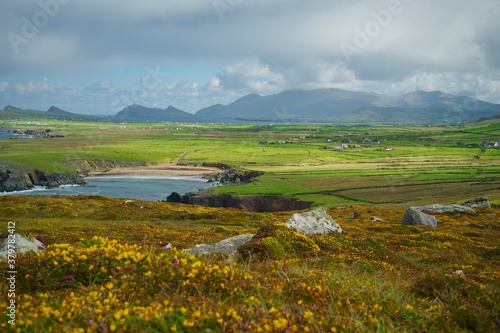 Flowers and Rocks ion the Irish Coast photo