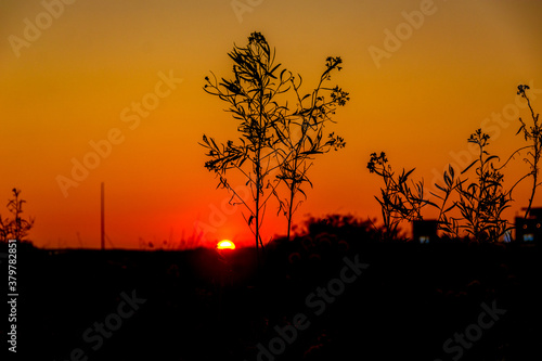 Silhouette of small tree with golden and orange sky during sunset on the first day of fall at the Bolsa Chica Ecological Reserve in Huntington Beach, CA.