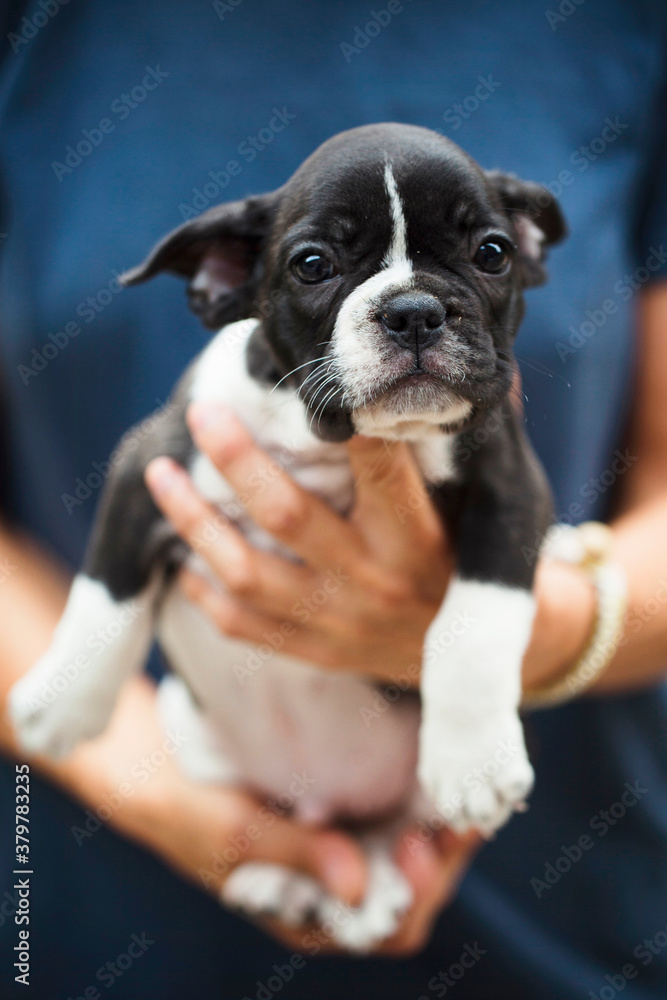 French bulldog puppy in woman's hands looks straight at the camera French bulldog puppy in woman's hands looks straight at the camera