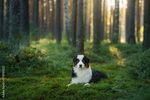 dog in a pine forest. Australian Shepherd in nature. Landscape with a pet. 