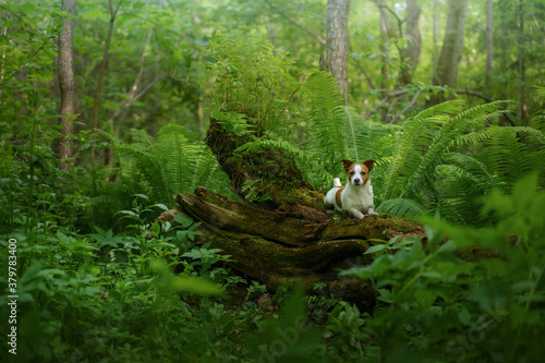 Fototapeta Naklejka Na Ścianę i Meble -  dog in the fern. Jack russell terrier hiding behind the leaves. Tropics wood. pet in nature. 