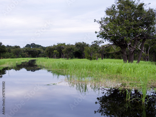 Tributary off the Amazon - Rio Negre river, Brazil photo