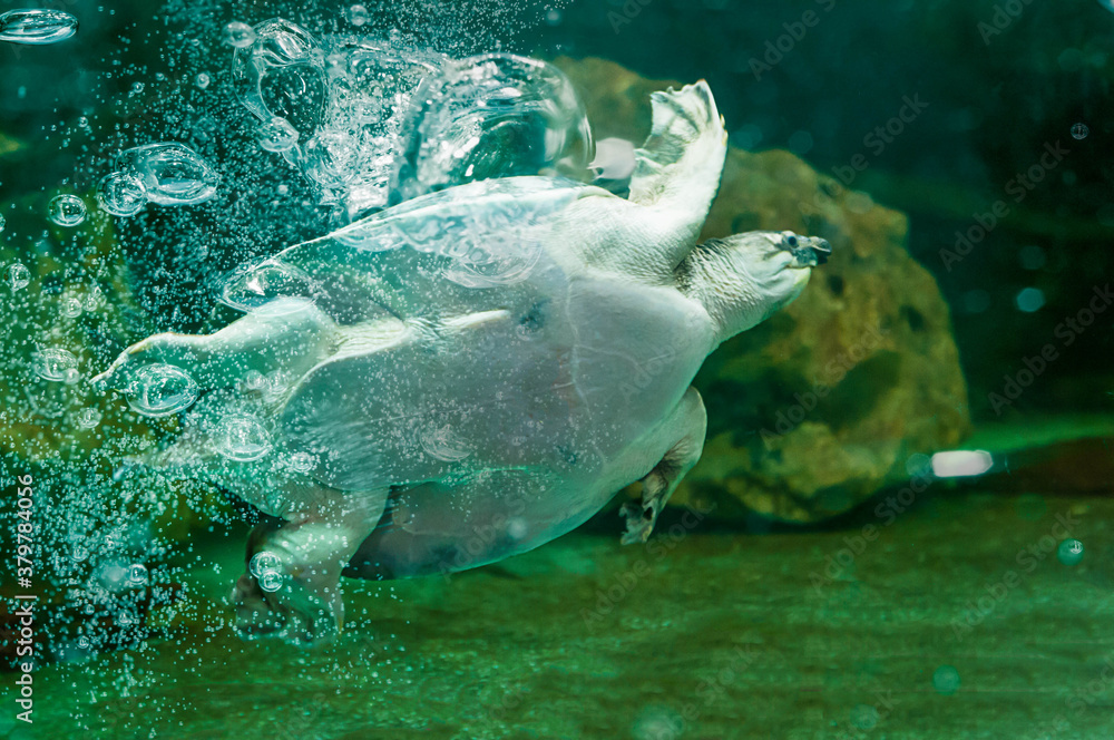 Obraz premium turtle swimming in the sea
