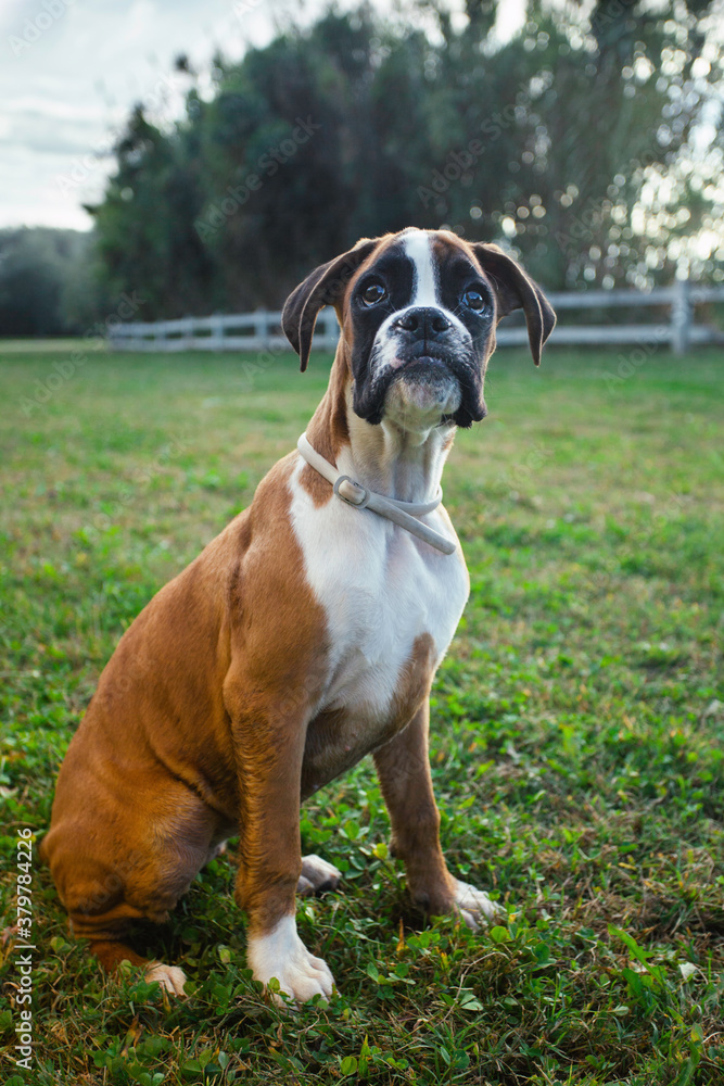 Boxer sitting in the grass Boxer sitting in the grass