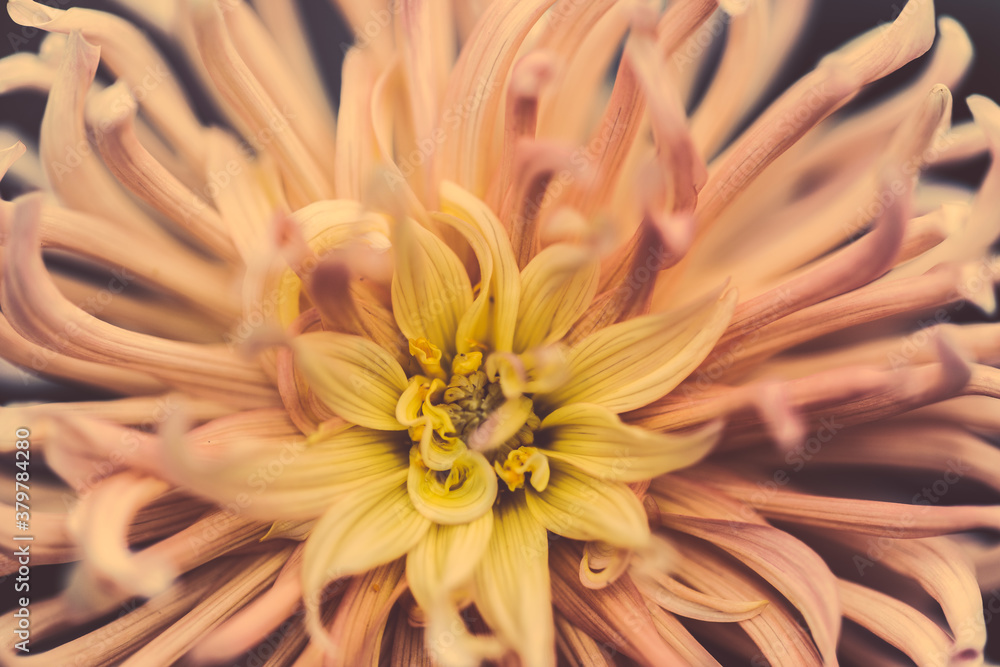 Macro photography of a flower with pink petals. Macro photography of a flower with pink petals.