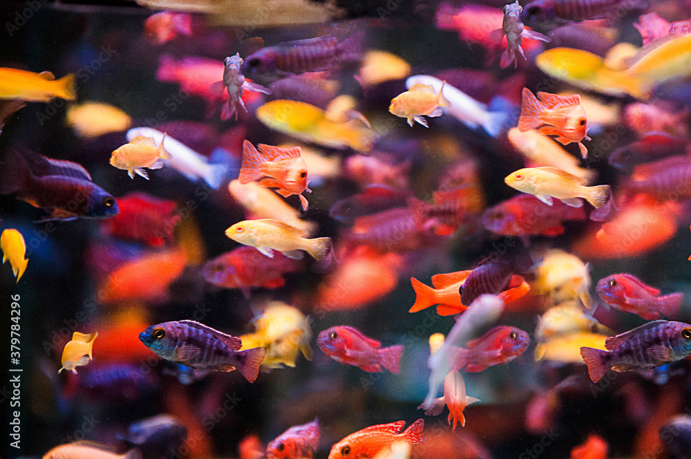 fishes in aquarium