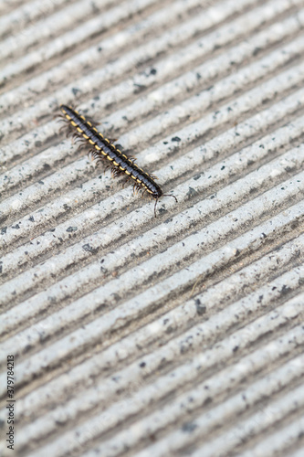 centipede photo