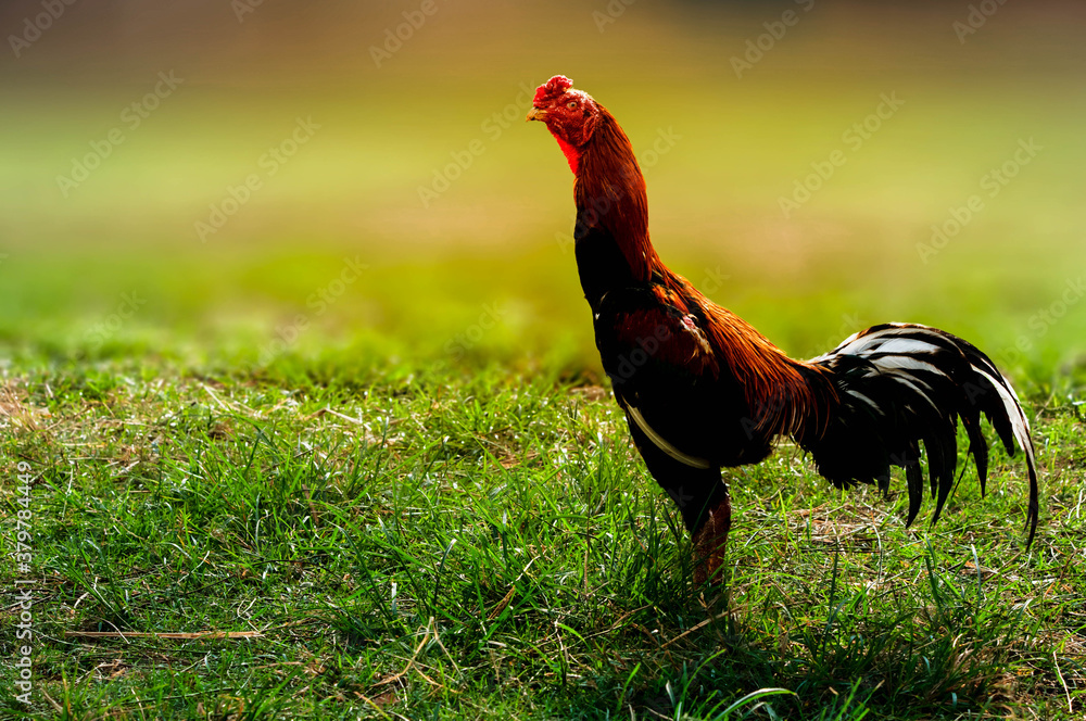 Fototapeta premium rooster in the grass