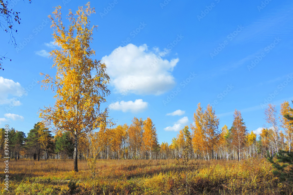 Lonely beautiful autumn tree. Autumn landscape.Sunny autumn day Lonely beautiful autumn tree. Autumn landscape.Sunny autumn day
