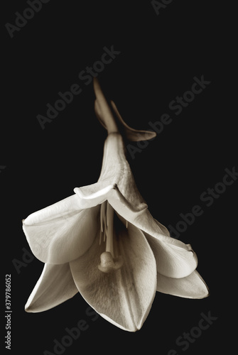 Dark Flower