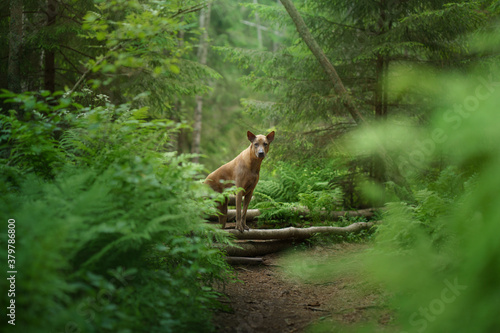 dog in the woods. Red-haired Thai Ridgeback in nature. Forest landscape with dog