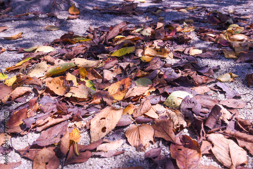秋、落ち葉