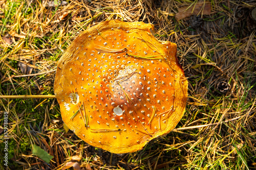 Cap of Amanita muscaria and forest floor on the background, Kallahdenniemi, Vuosaari, Helsinki, Finland photo