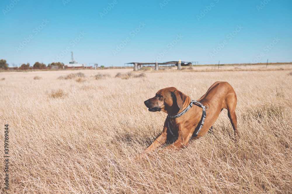 rhodesian ridgeback in a field rhodesian ridgeback in a field