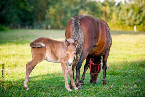 Mule foal with mare on the grass