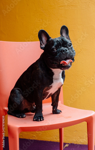 French Bulldog Potraits photo