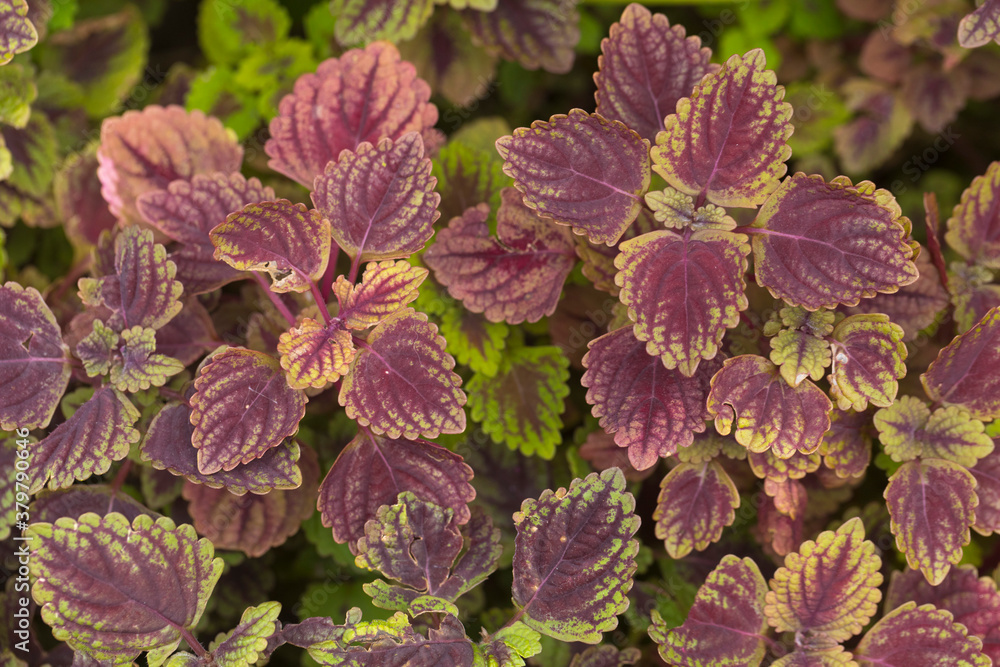 Φωτογραφία Close-up of coleus flower (or painted nettle flower) are blooming in garden
