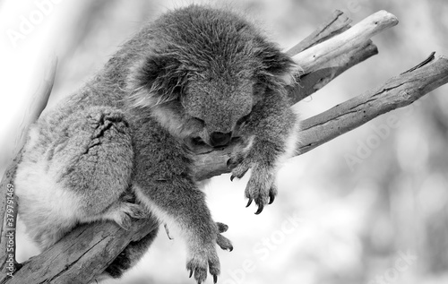 Canvas Print An Australian Koala (Phascularctos cinereus). Black and White.