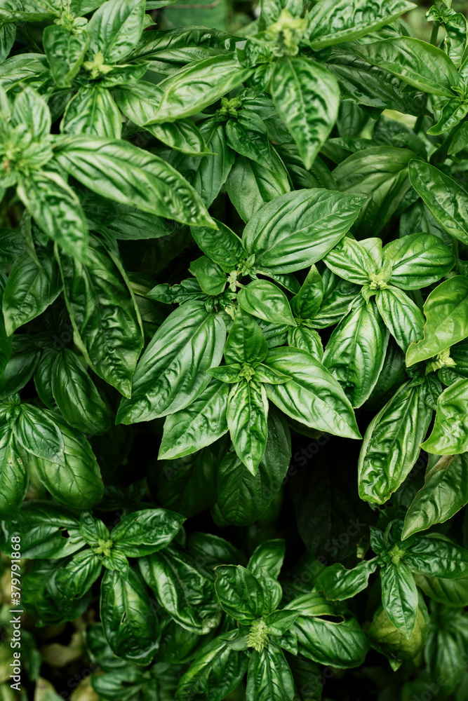 Basil Plant Basil Plant