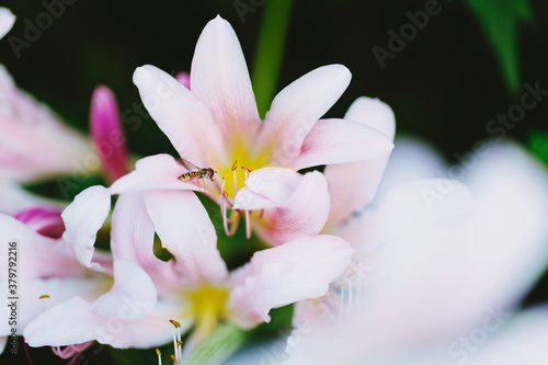 Syrphid fly ready to drink from Cornish Lily flower's pistil photo