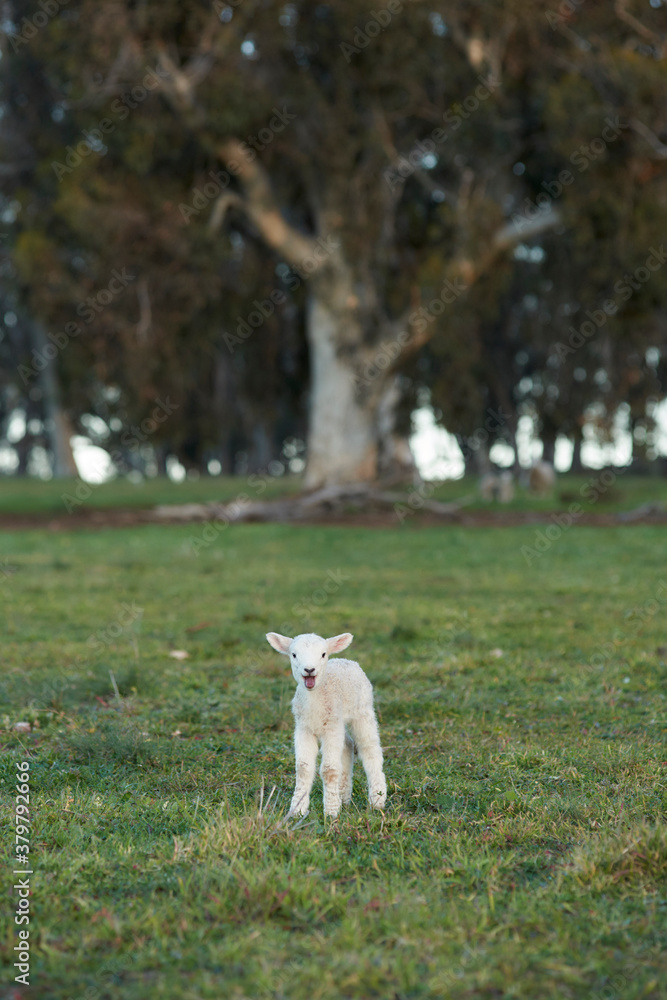Lamb Bleating Lamb Bleating