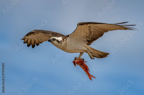 Eastern Osprey (Pandion cristatus) with Red Mullet catch - Green Head, Western Australia