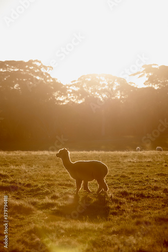 Alpaca At Sunset photo