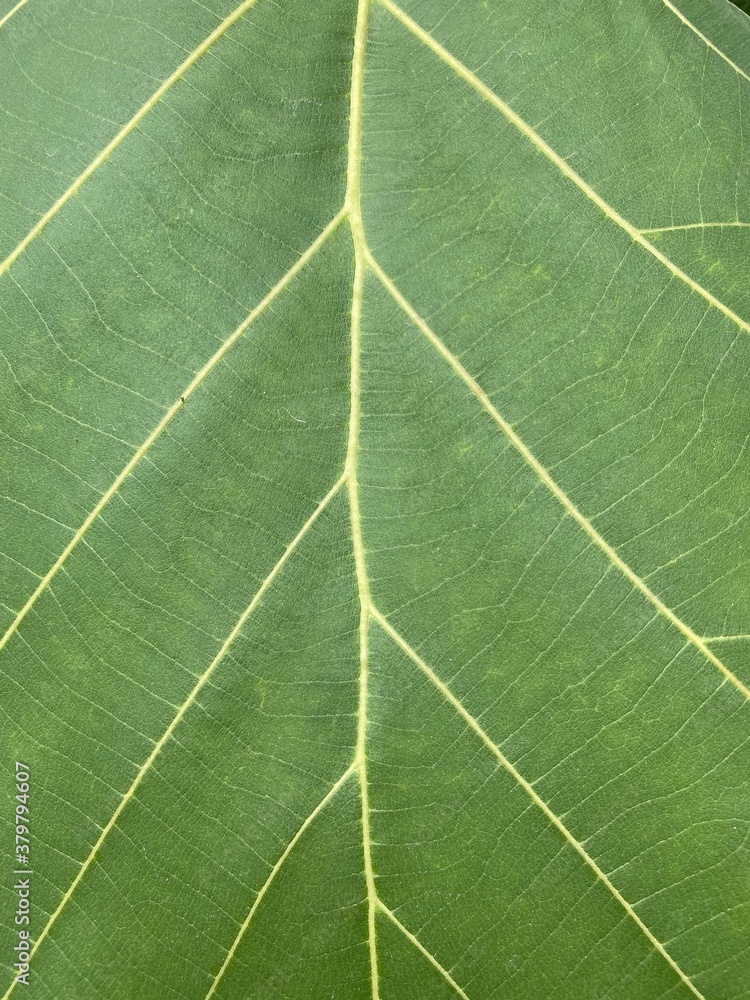 fresh green Teak leaf in nature garden