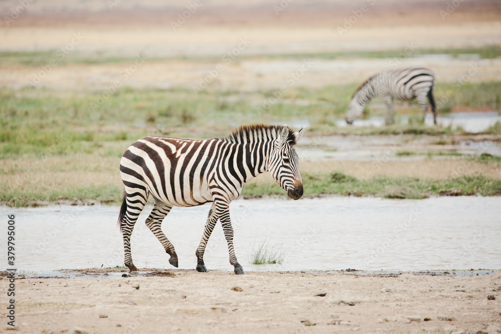 zebra walking near water hole in Tanzania zebra walking near water hole in Tanzania