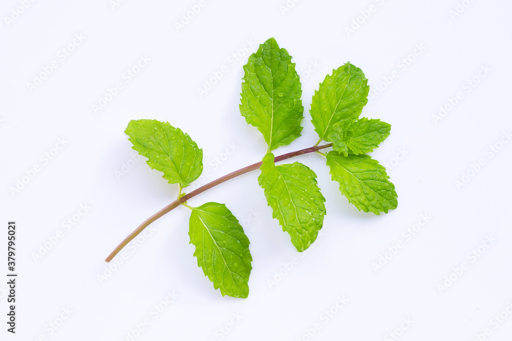 Fototapeta premium Fresh mint leaves on white background.