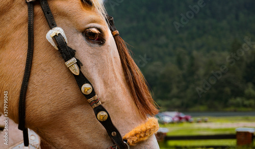 Close up de la cara de un caballo tranquilo viendo al frente 