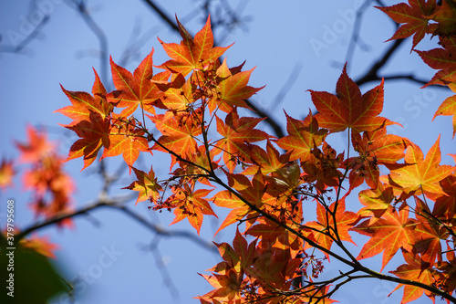 日本楓の赤い若葉