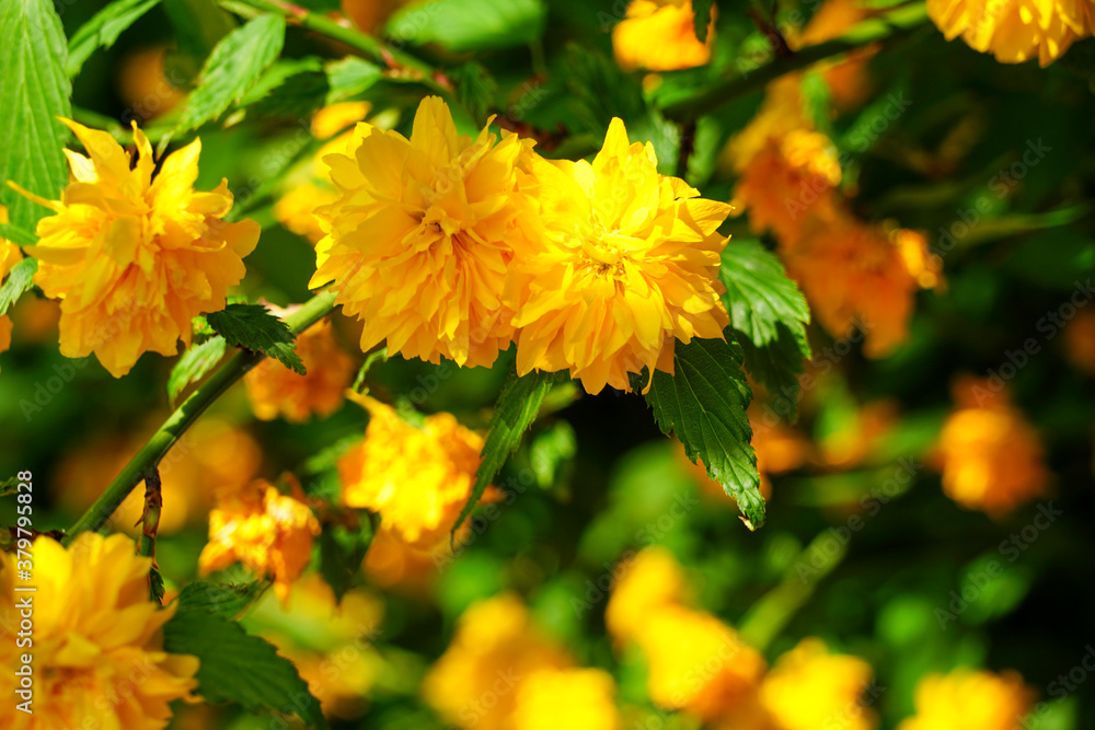 八重の山吹の花 八重の山吹の花