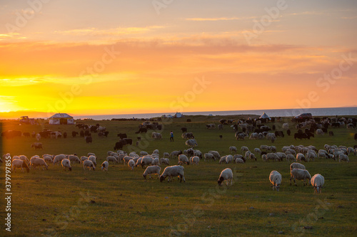 sunset at grassland with herd grazing photo