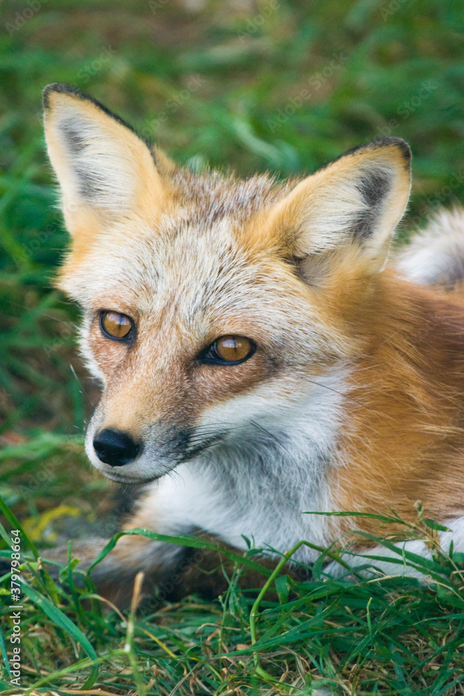 Red Fox Red Fox