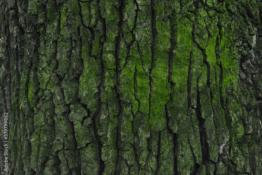 tree bark with green moss and lichen tree bark with green moss and lichen