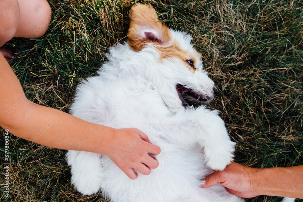 A white and brown golden doodle puppy lying in grass on its back A white and brown golden doodle puppy lying in grass on its back