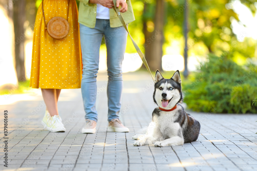 Young couple with cute Husky dog in park Young couple with cute Husky dog in park